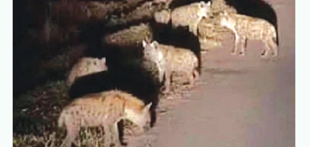 भारतीय भूमिबाट हाइना नेपाल प्रवेशको आशंका