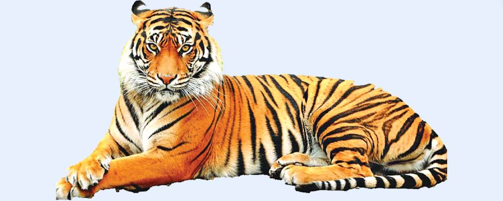 गतवर्ष रोकिएको बाघ गणना आगामी पुस १ गतेदेखि