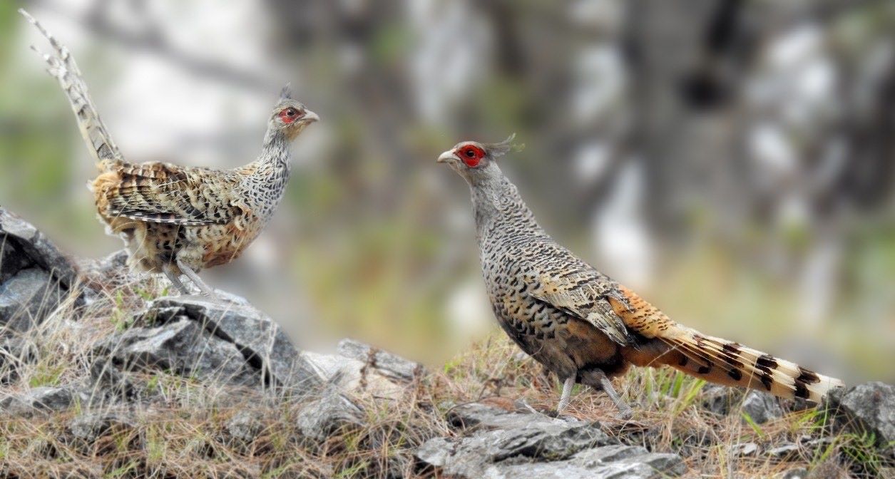 मुस्ताङमा लोपोन्मुख चिरकालिज संरक्षण चुनौतीमा