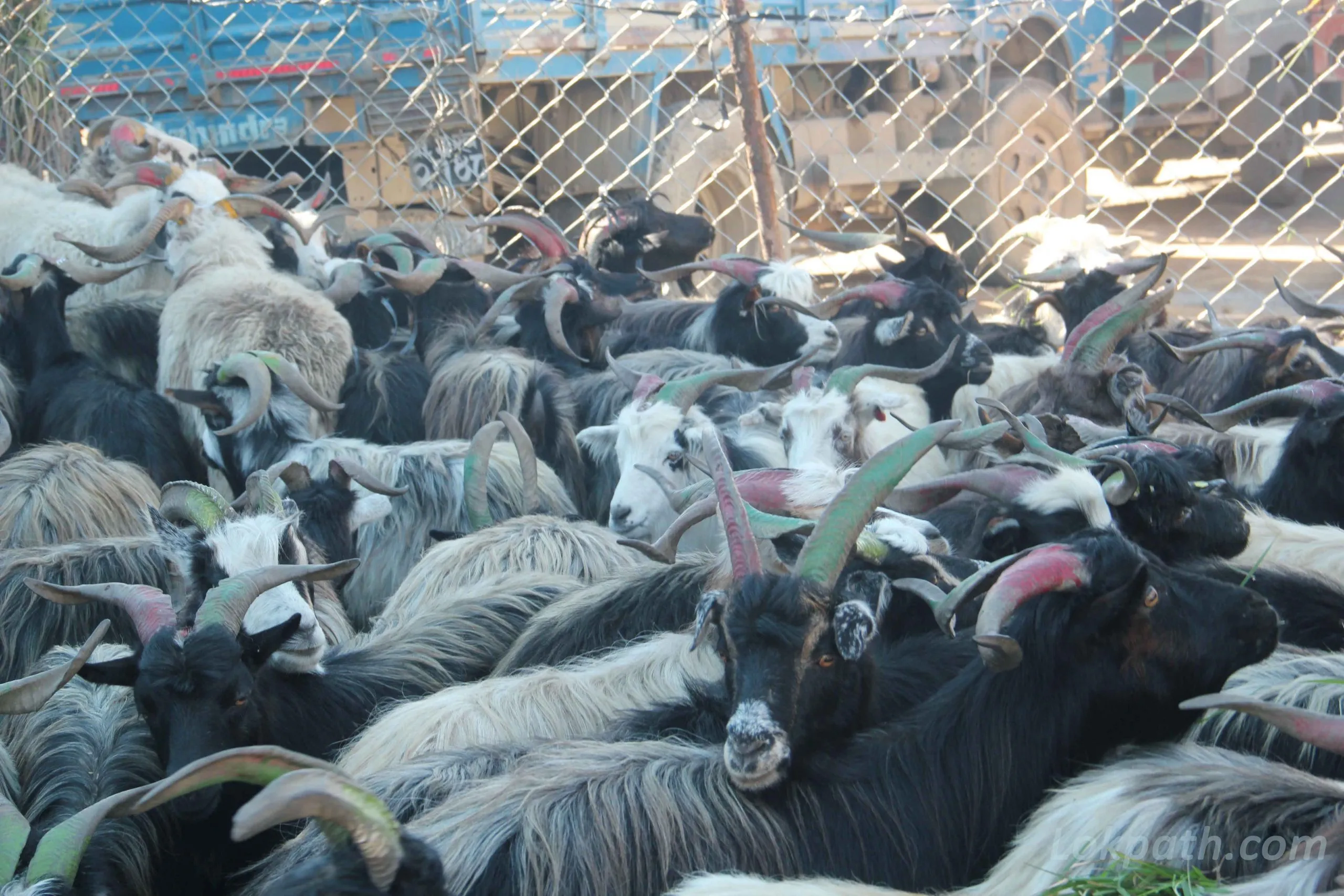 दसैँमा ५० हजार खसीबोका र च्याङ्ग्रा ल्याउने तयारी, मूल्य पुरानै : प्रति केजी ६६० रुपैयाँ मात्रै