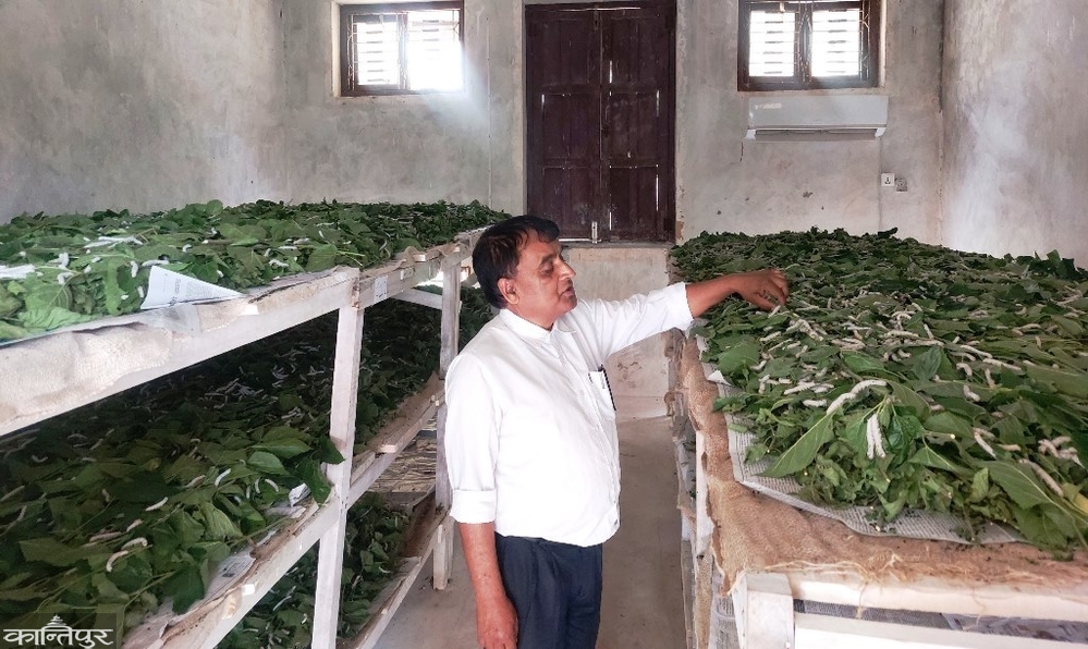 तनहुँमा रेशम किरा पालन प्रतीकात्मक मात्र : कृषकहरूको चासो घट्दै