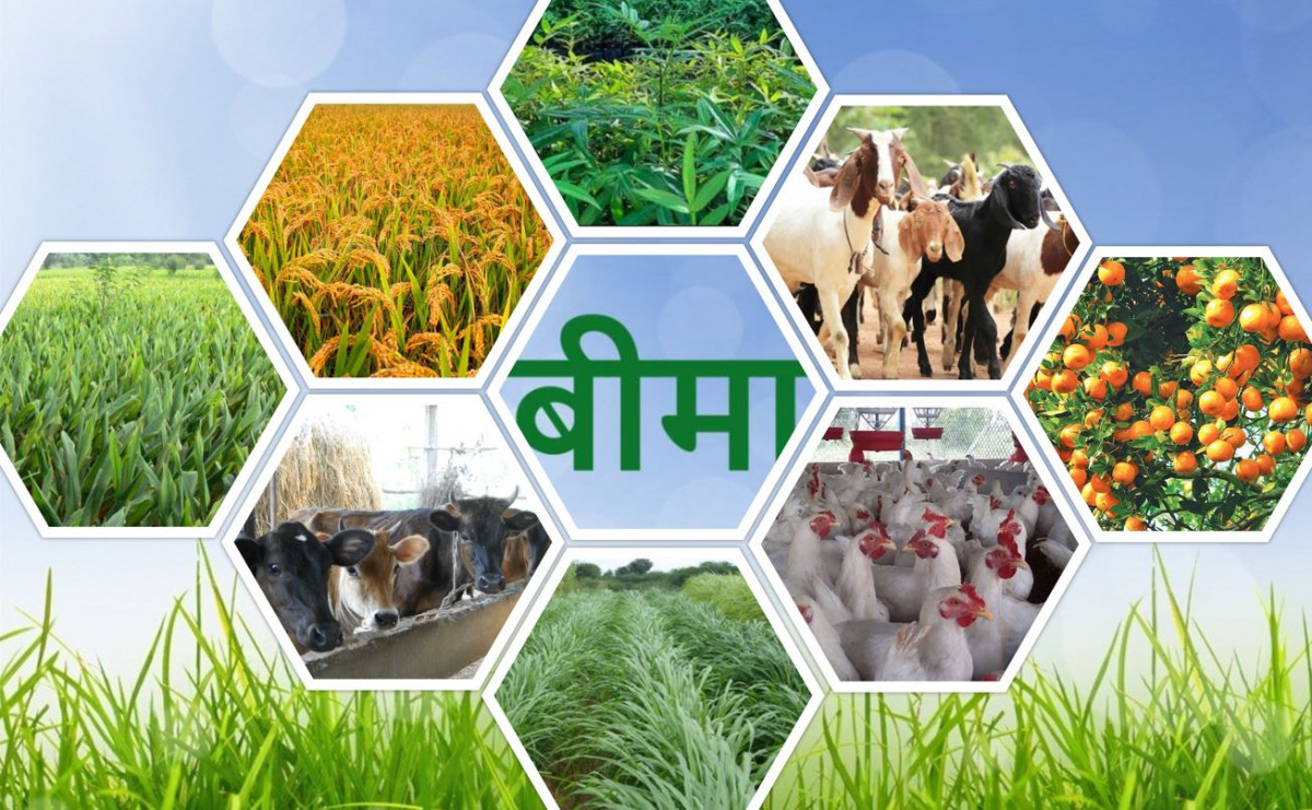 कृषि तथा पशु बीमा अनुदानमा डेढ अर्ब वितरण