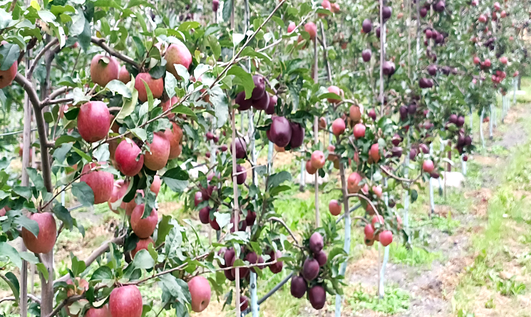 कर्णाली राजमार्ग अवरुद्ध : १३ करोड बराबरको स्याउ कुहिने चिन्ता