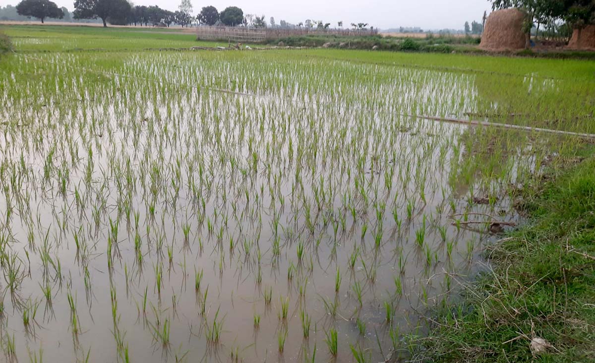 सप्तरीमा चैते धान उत्पादन बढ्ने अनुमान, क्षेत्रफल विस्तारसँगै उत्पादनमा वृद्धि